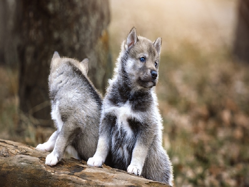 昆明市 试管 医院(玻璃试管摆件)